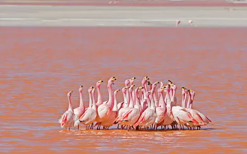 Laguna Colorada – Você sabia que existe um lago vermelho gigante na Bolívia?